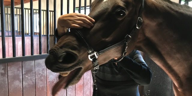 Cranio Sacraal therapie voor paarden